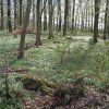 04 unterwegs im zbinger forst 19